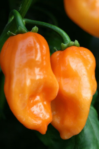 Habanero Orange